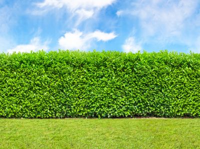 Get Professional Hedge Trimming Services!