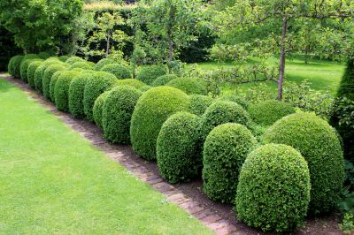 Add Visual Appeal with Hedge Trimming!