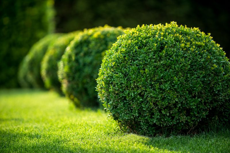 Trimming Bushes Near Walkways