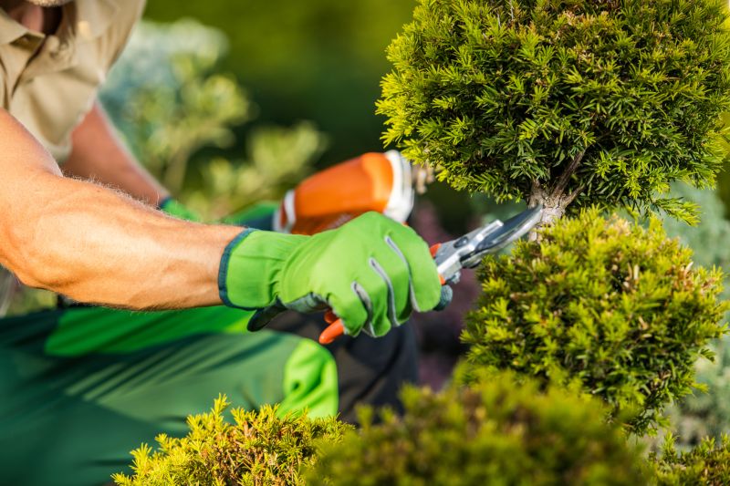 Who Does Hedge Trimming Service
