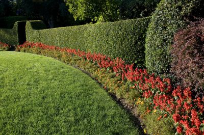 Maintain Your Hedges with Hedge Trimming!